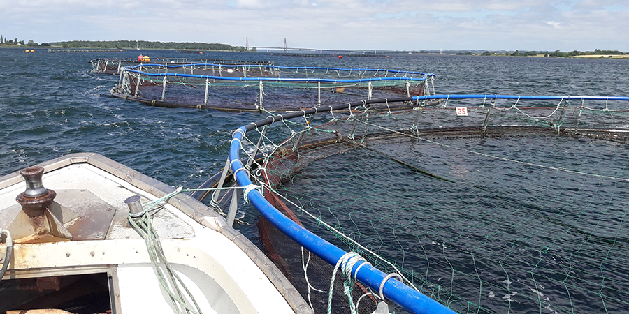 Vaccinens effekt testes under produktionsforhold. Foto: Niels Lorenzen.
