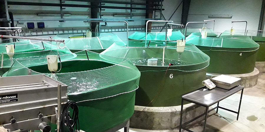 Smittefri fiskestald. VAXFISK vil bl.a. udvikle og afprøve en vaccinationsstrategi, hvor fiskene holdes under smittefri betingelser, indtil de er blevet vaccineret. Foto: Niels Lorenzen.